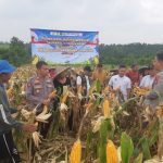 Kapolres Lebak di Dampingi Kapolsek Rangkasbitung Panen Raya Jagung Serentak Kuartal II di Desa Sangiang Tanjung IMG-20260516-WA0062